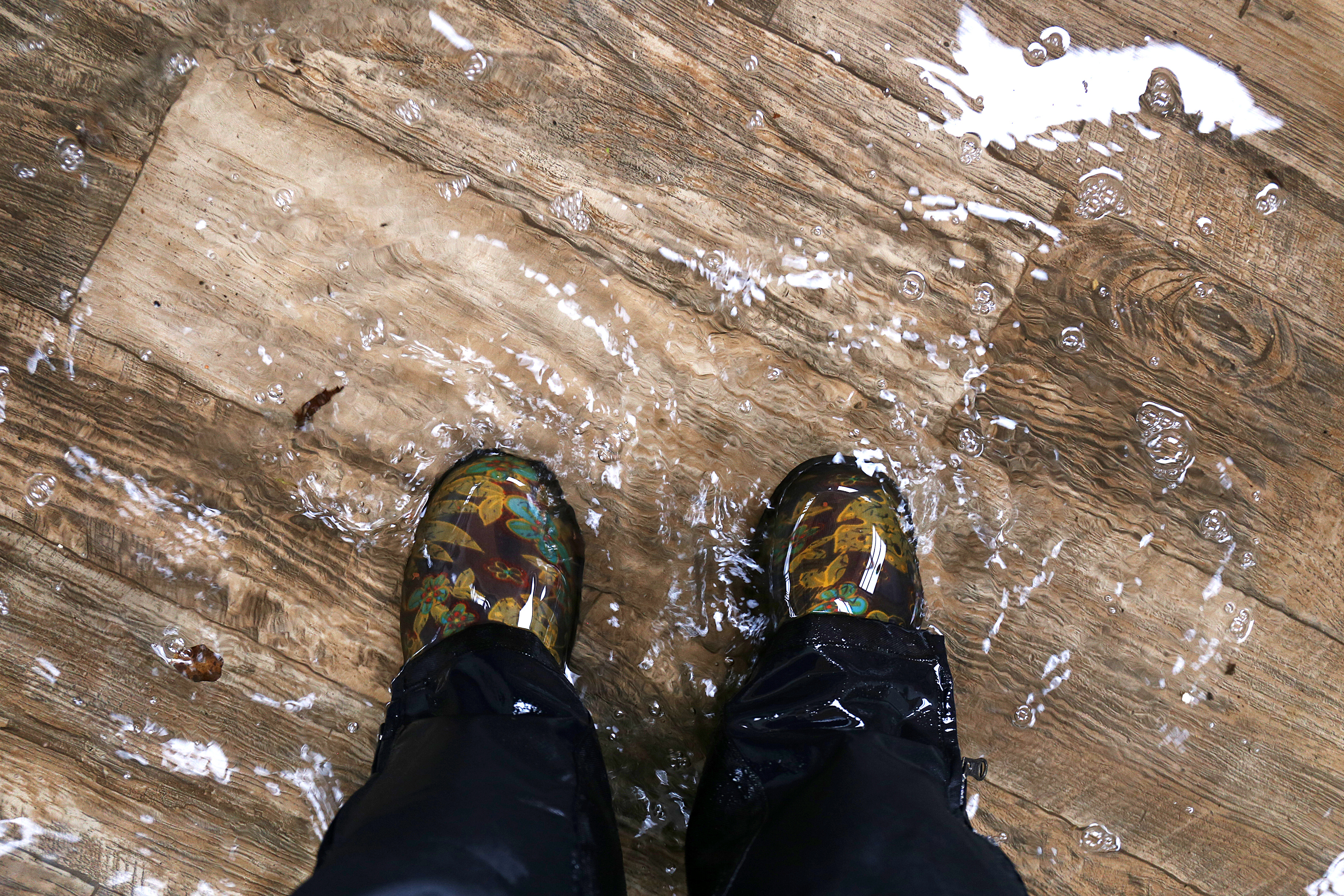 A woman's feet, wearing waterproof rain boots are standing in a flooded house with vinyl wood floors; Adobe Stock: 278676037