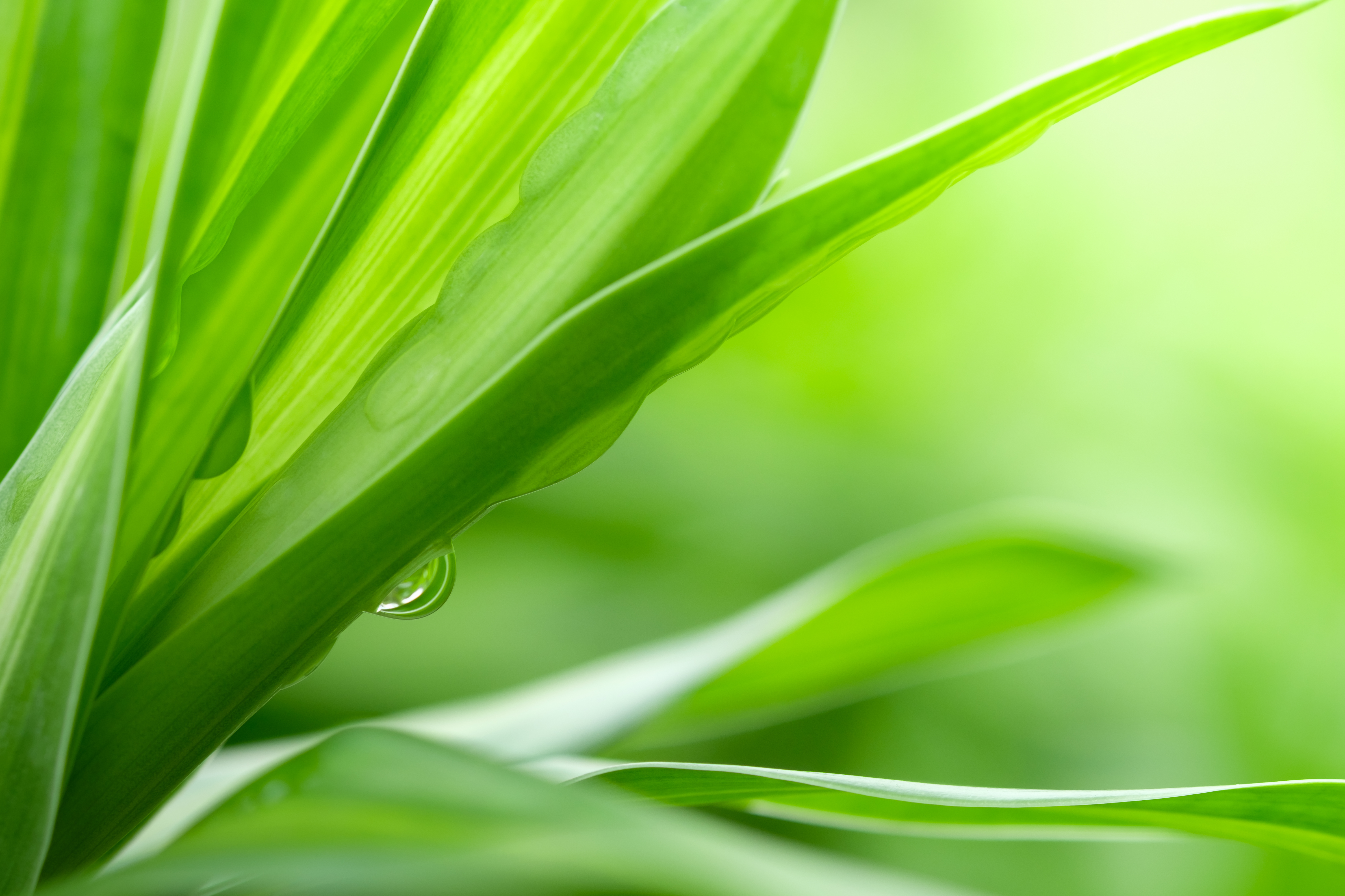 Hero Image Nature of green leaf with rain drop in garden at summer