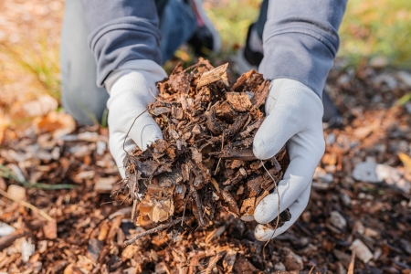 The man's hands in gardening gloves are sorting through the chopped wood of the trees. Mulching the tree trunk circle with wood chips. Organic matter of natural origin