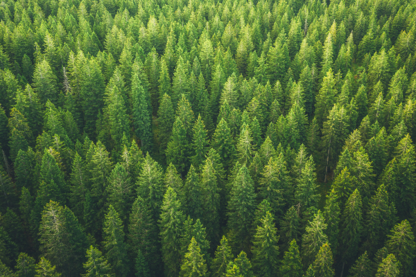 Newsweel World's Greenest Companies 2025