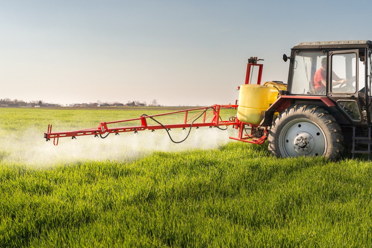 Tractor spraying wheat field with sprayer