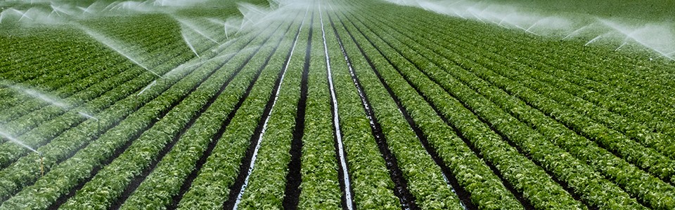 Irrigation system spraying crop field