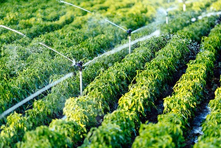 An irrigation system watering rows of green crops