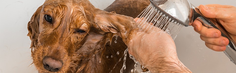 Dog getting bath in bathtub