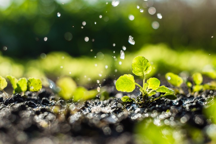 Plant sprouts in the field and farmer  is watering it;  pansy seedlings in the farmer's garden , agriculture, plant and life concept (soft focus, narrow depth of field)