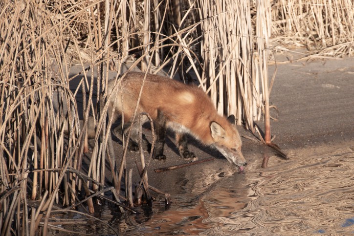Red fox drinking water from cold lake