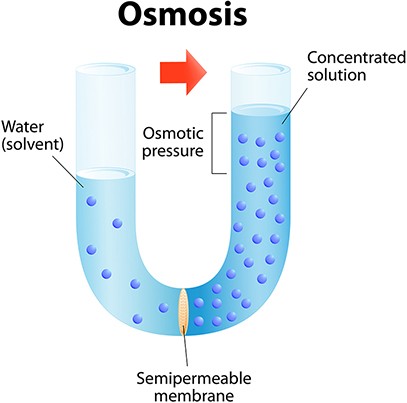 osmosis-diagram